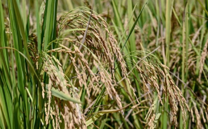 农业部携手各相关机构·确保落实倡议强化粮安